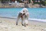BEDLINGTON TERRIER 058